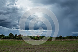 Rainclouds or Nimbus