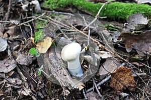 Raincoat Latin: Lycoperdon is a genus of fungi in the family Champignonaceae. Also known as a pearl raincoat or real raincoat.