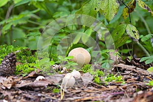Raincoat mushrooms in the forest