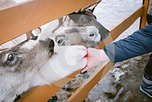 Raindeer at animal farm paddock eats from kid hand during a winter season