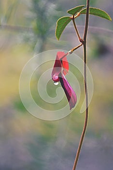 Raindrop on an Australian Dusky Coral Pea