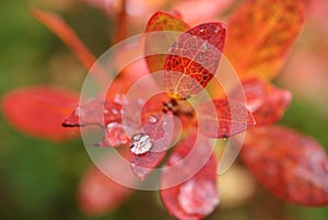 Raindrop On Autumn Leaf photo