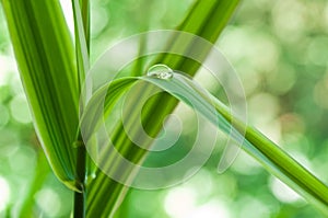 Raindrop on bamboo leaves