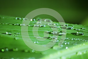 Raindrop on Banana Leaf photo