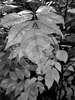Raindrop on black and white foliage
