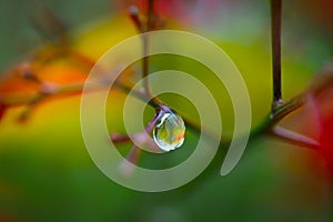 Raindrop on a branch with colorful background