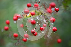 Raindrop on a branch with red berries