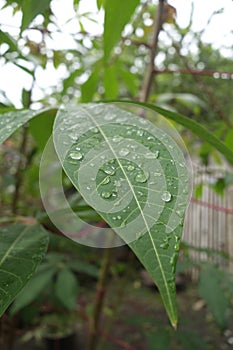 Raindrop at the cassava leaf