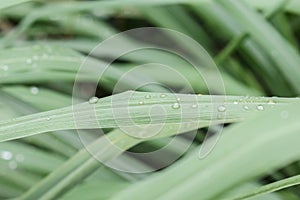 Citronella