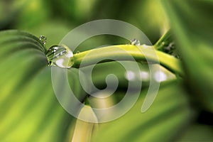 A raindrop close-up on a green plant.