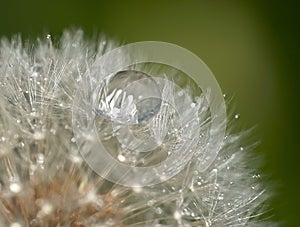 Raindrop on a dandelion