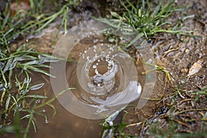 Raindrop falling into a small puddle and creating a small water dome