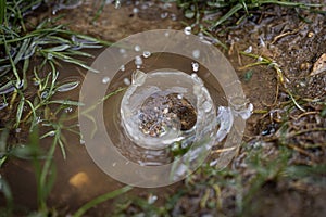 Raindrop falling into a small puddle and creating a small water dome