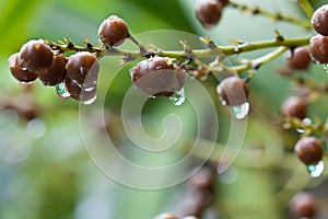 Raindrop on fruit of agavaceae