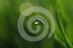 A raindrop on the grass