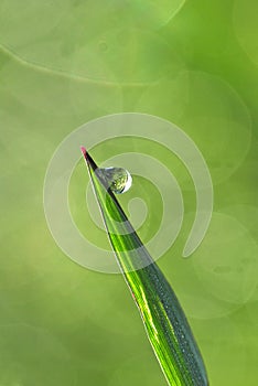 A raindrop on the grass