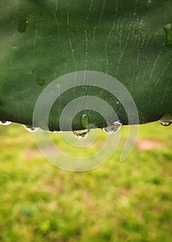 Raindrops on green leaf