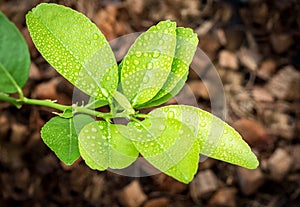 Raindrop on Green Leaf