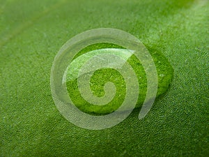 Raindrop on green leaf. Close up