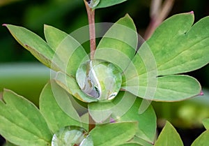 Raindrop on green leaves