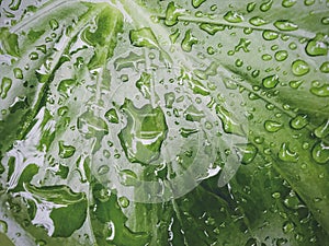 Raindrop on green leaves nature background