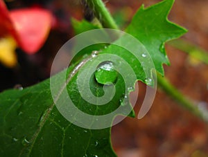 Raindrop on hibiscus leaf