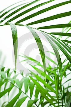 Raindrop On Leaf photo