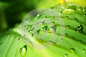 Raindrop on the leaf