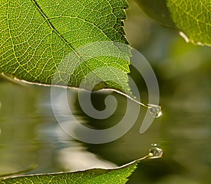 Raindrop on leaf photo