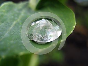 Raindrop on leaf. Close up