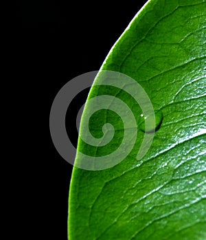 The raindrop on leaf