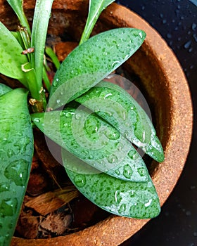Raindrop on leaves of potted plant