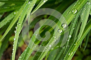 Raindrop Macro