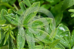 Raindrop Macro