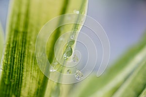 Raindrop  in morning ,Large beautiful drops of transparent.