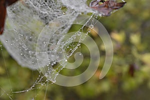 raindrop necklace on spiderweb photo