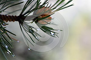 Raindrop on pine leaf and pine fruit. Blurred background