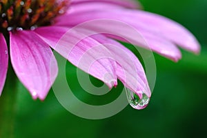 Raindrop on Purple Coneflower