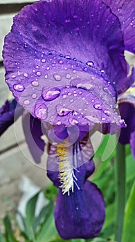 Raindrop Purple Flower Iris