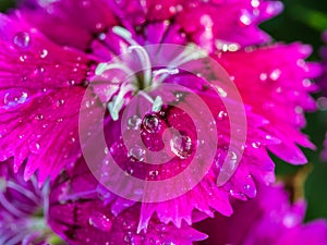 Raindrop on Rainbow Pink Flower