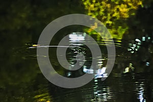 Raindrop Ripples On The Pond