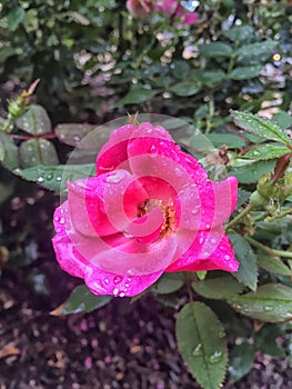 raindrop on roses