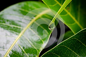 Raindrop at the tip of the mango leaf with other wet leaves during monsoon rainy season.