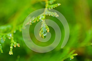 Raindrop of a white cedar twig