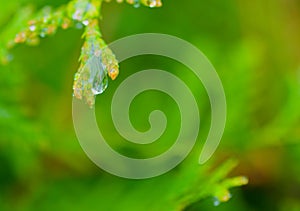 Raindrop of a white cedar twig