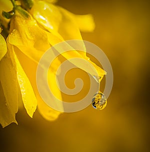 Raindrop yellow flower