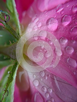 Raindroplets on rose