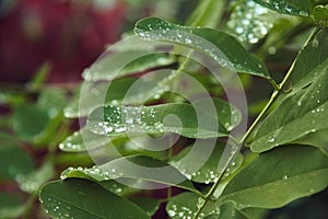 Raindrops on acacia leaves