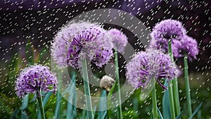 Raindrops adorn violet background with allium flower and wild onion flowers