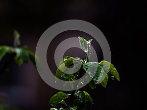 Raindrops on the apple tree.